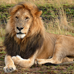 Africa Portfolio