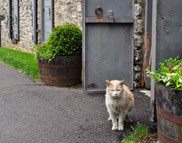 Bourbon Trail