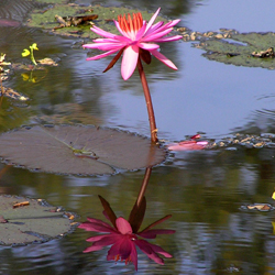 Flowers Portfolio